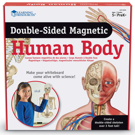 Le corps humain double face magnétique